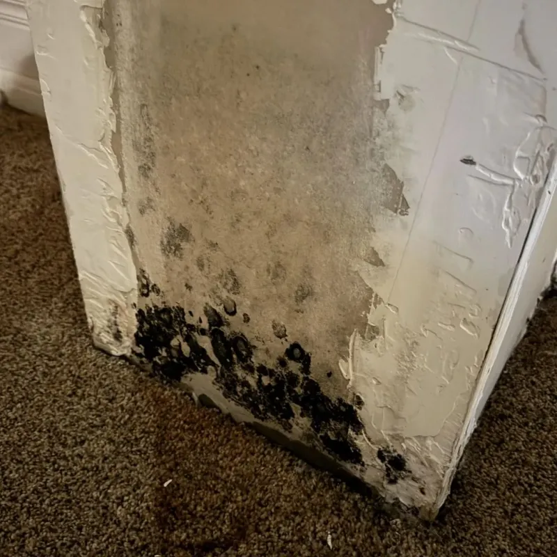 Professional Mold Removal in Vinton County, OH